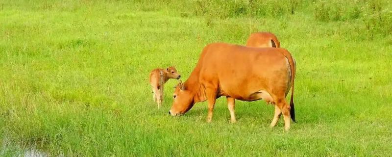 牛犊正常体温是多少，牛犊是指多大的牛