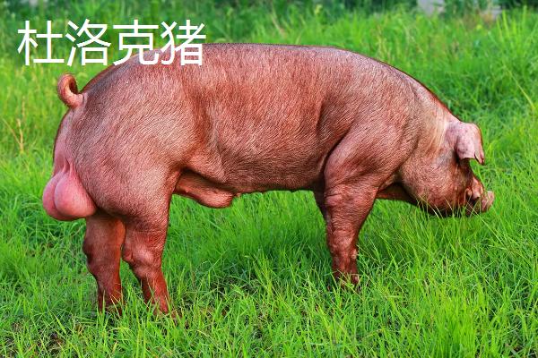 公猪品种，公猪肉和母猪肉有什么区别