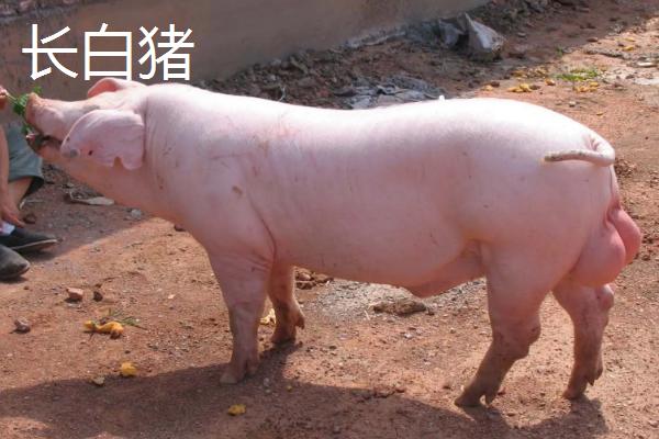 公猪品种，公猪肉和母猪肉有什么区别