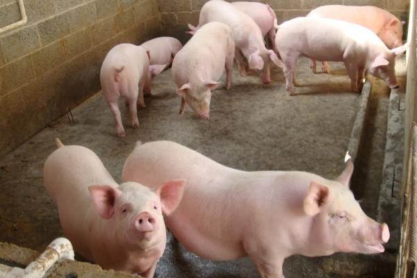 瘦肉型猪品种有几种，瘦肉猪和普通猪有什么区别