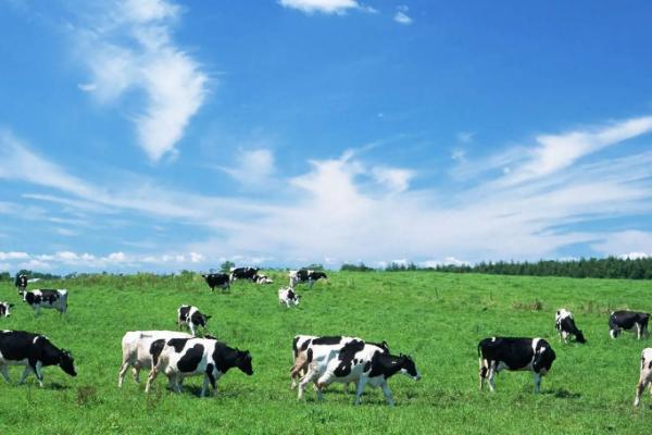 畜牧业对环境的影响，乳畜业和畜牧业的区别