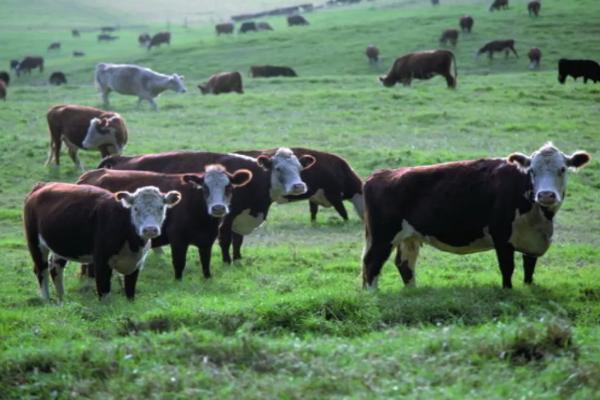 畜牧业对环境的影响，乳畜业和畜牧业的区别