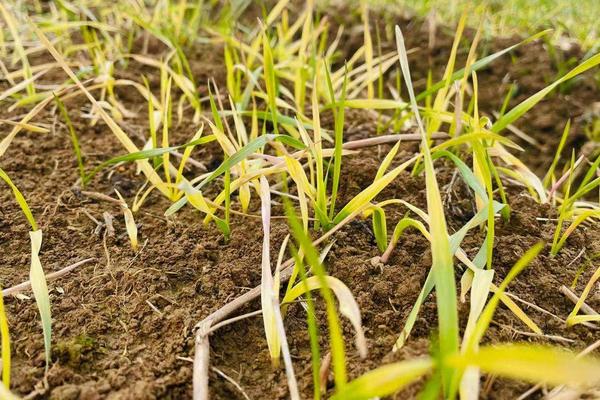 小麦过了清明还能打除草剂吗，小麦除草剂药害怎么办
