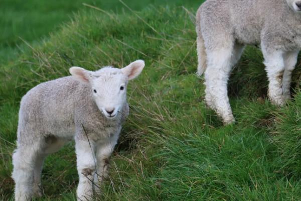 养羊必备十种药，常见的病有哪些