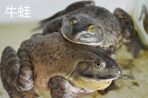 牛蛙小时候是不是蝌蚪，牛蛙和青蛙有什么区别