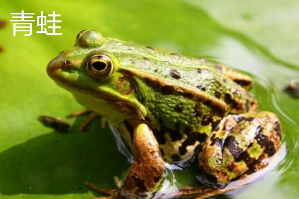牛蛙小时候是不是蝌蚪，牛蛙和青蛙有什么区别