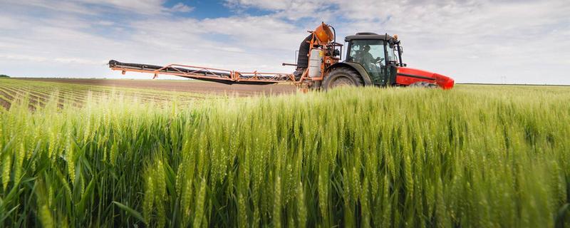 冬小麦和春小麦的播种和收割时间，冬小麦和春小麦有什么区别