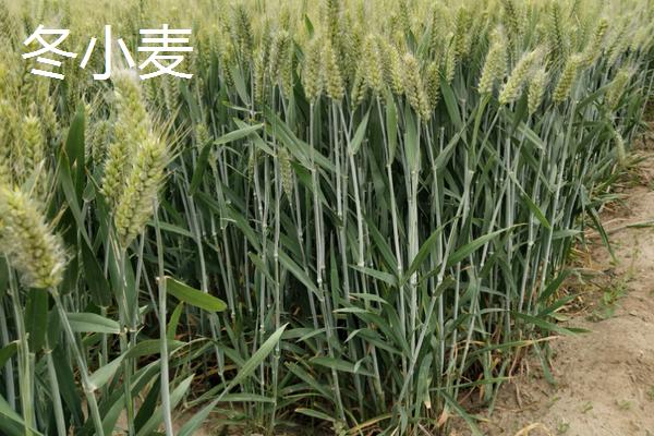 冬小麦和春小麦的播种和收割时间，冬小麦和春小麦有什么区别
