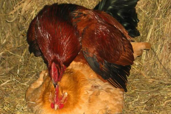 鸡是如何受精繁殖的，鸡受精到出蛋需要多长时间