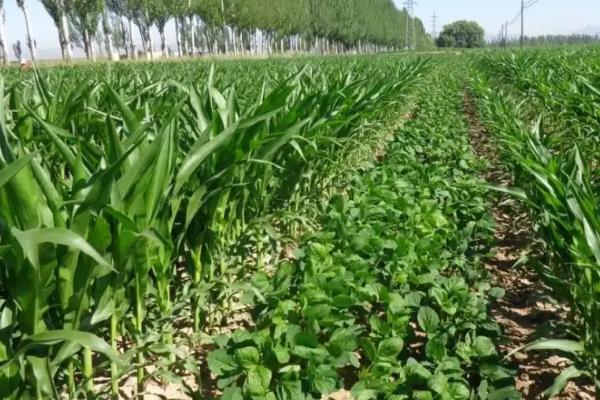 玉米套种大豆高产高效栽培技术