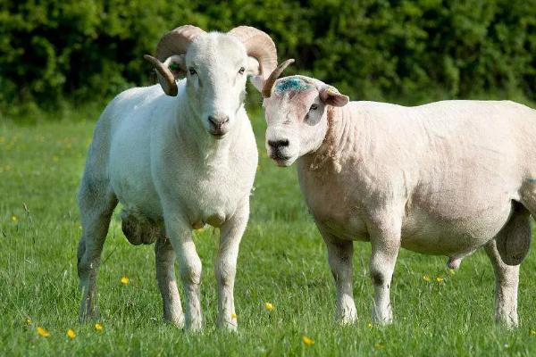 山羊常见11种病及防治