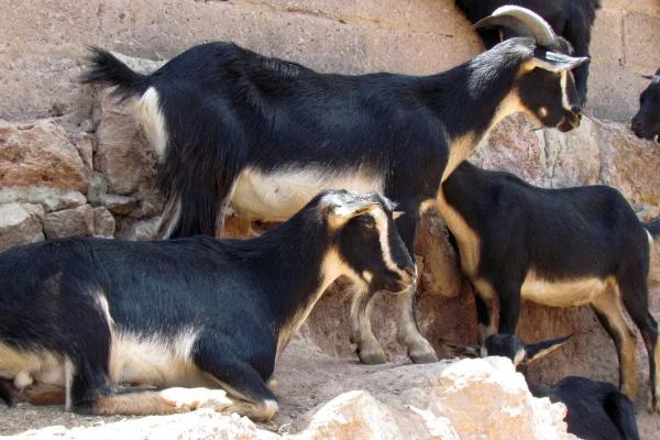 山羊常见11种病及防治