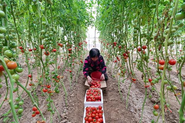 西红柿栽培管理技术