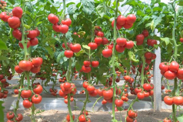 西红柿栽培管理技术