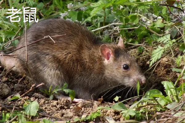 田鼠吃水稻吗，田鼠和老鼠有什么区别
