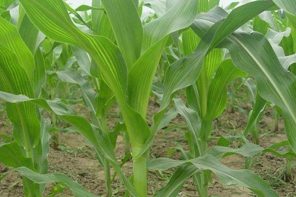 7-8叶期玉米有多高，玉米7叶到11叶如何管理