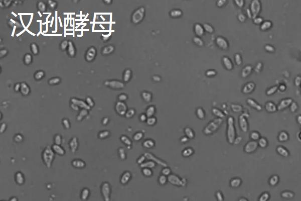 酿酒酵母菌落形态特征图片