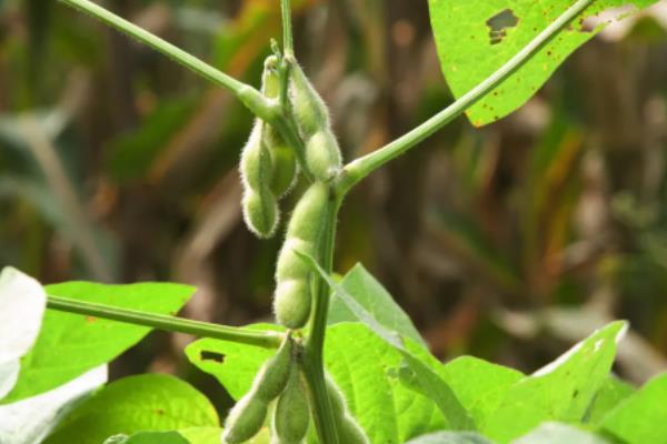 东升22大豆种子生长特性，适合哪里种植，产量如何