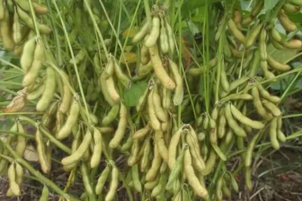 东升22大豆种子生长特性，适合哪里种植，产量如何