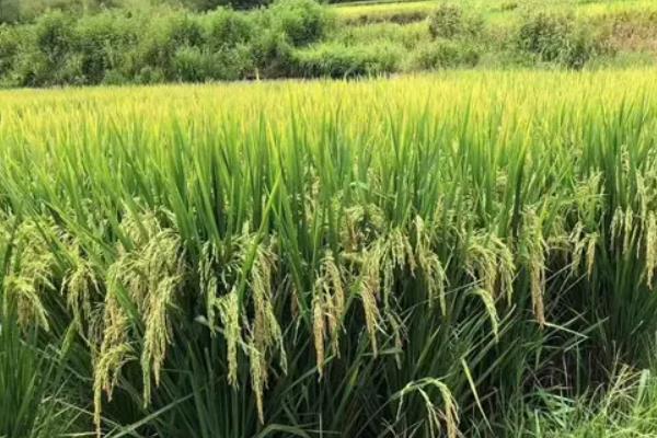 鸿鹏158水稻品种介绍，适合哪里种植，产量如何