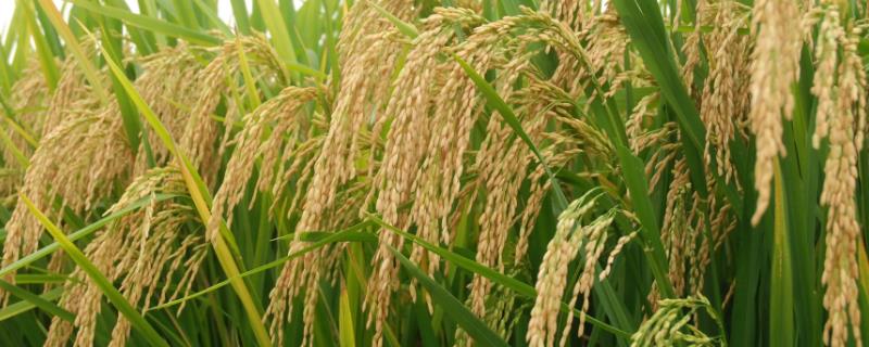 鸿鹏158水稻品种介绍，适合哪里种植，产量如何