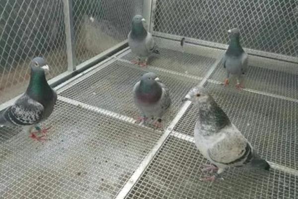 观赏鸽的养殖技术