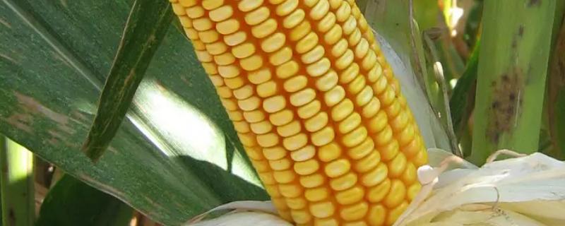 夏玉米高产品种，夏玉米的需水临界期是在什么时候