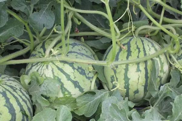 12月份可以种西瓜吗，附种植方法