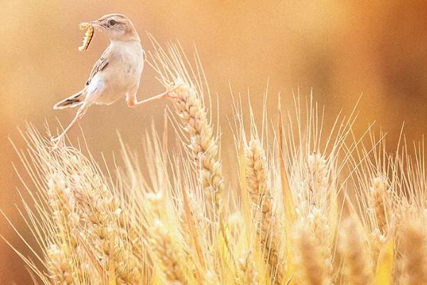 小麦大麦的芒能减少鸟类的啄食吗，小麦芒是指小麦的哪个部分