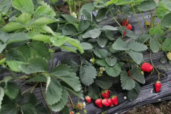 草莓苗是多年生还是一年生，草莓生长期需要打什么药