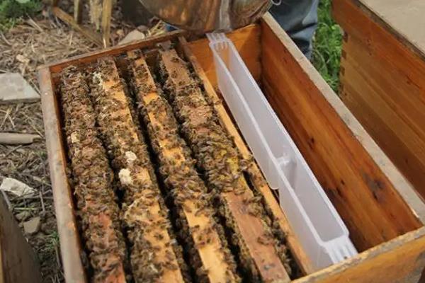 蜜蜂春繁的饲喂方法，蜜蜂春繁有哪些注意事项