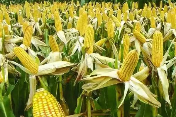 玉米10月份还可以种吗，附种植方法