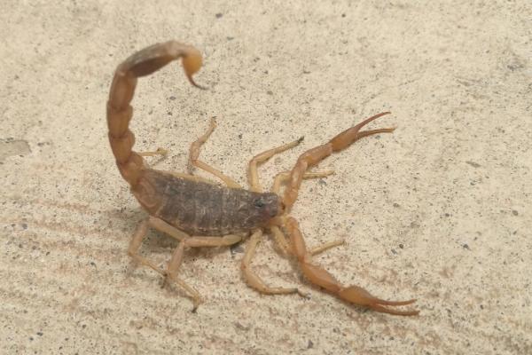 蝎子蜈蚣养殖方法