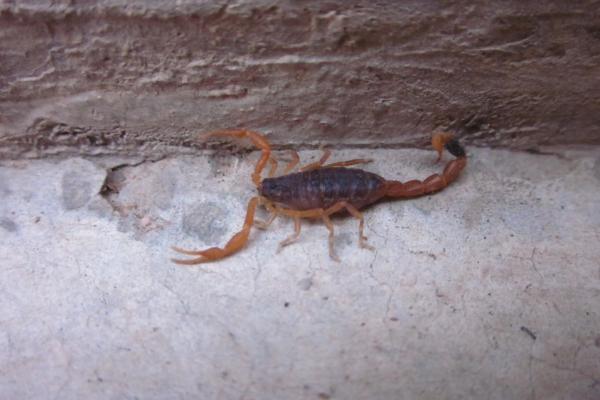 蝎子蜈蚣养殖方法