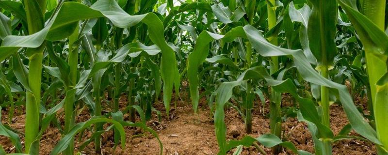 关于播种玉米需要注意些什么呢?播种玉米如何施肥