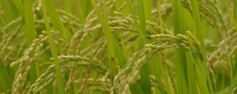 水稻生长习性，水稻生长需要什么肥料