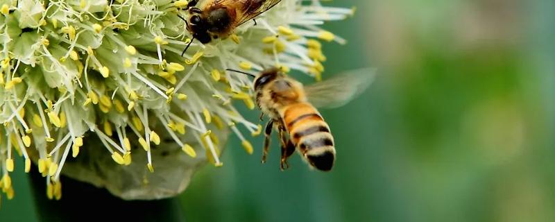 蜜蜂多久孵化出来，蜜蜂春繁有哪些注意事项