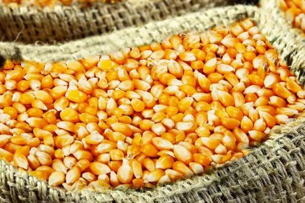 关于播种玉米需要注意些什么呢?，播种玉米如何施肥