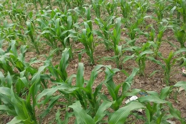 关于播种玉米需要注意些什么呢?，播种玉米如何施肥
