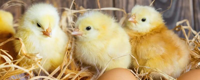 用手剥的小鸡能活吗，小鸡的孵化过程