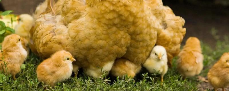怎样才能让小鸡安静下来，鸡养殖方法