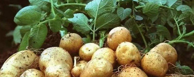 马铃薯生长周期，马铃薯是植物的根还是茎