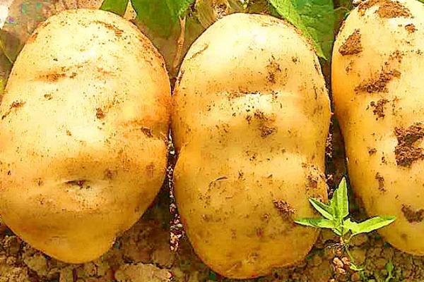 马铃薯对环境条件的要求，附种植方法