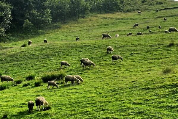 一千亩草场能养多少羊，买一千亩草场多少钱