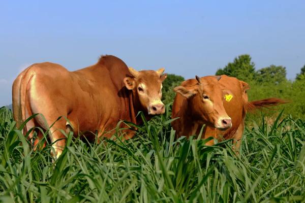 土黄牛一年能长多少斤，