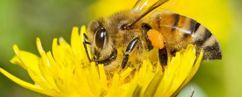 雄蜂出房多久会自然分蜂，雄蜂是由什么发育而来的