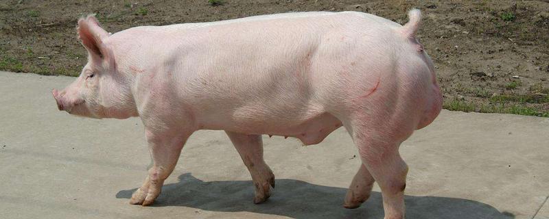 律胎素对公猪的作用，律胎素和氯前列醇钠的区别