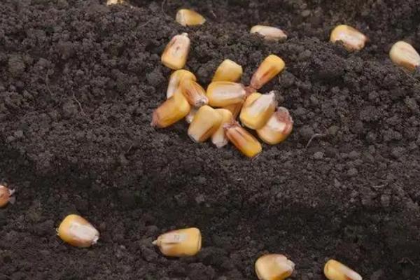 玉米6月份可以种吗，附种植方法和步骤
