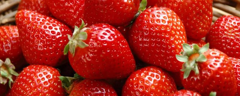 草莓要打很多农药吗，草莓是果实还是花托