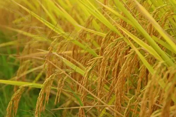 水稻生长习性，水稻生长需要什么肥料